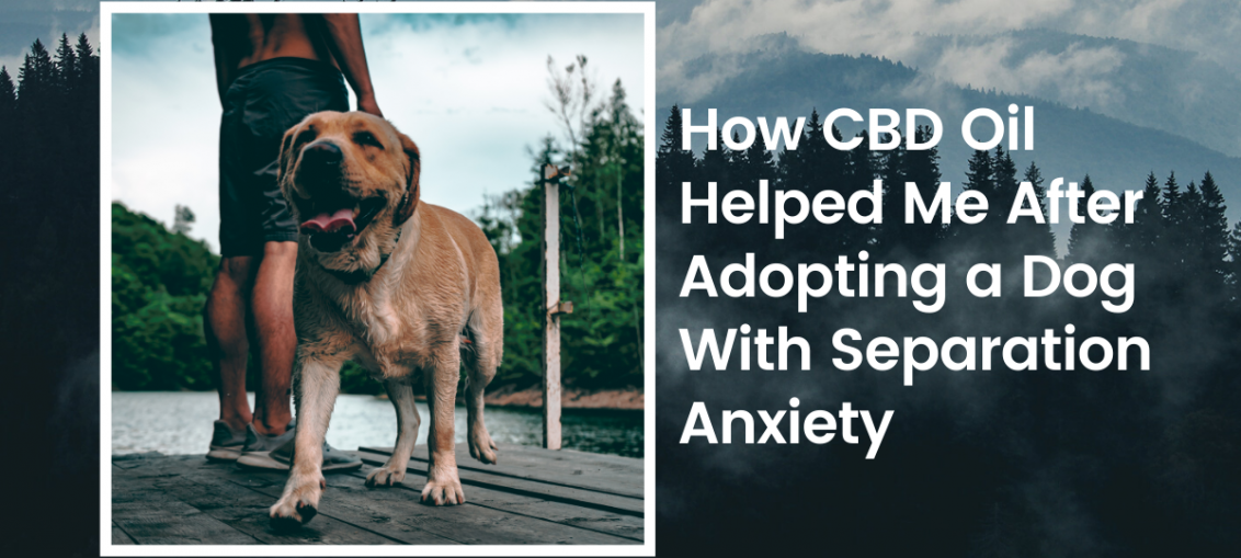 How CBD Oil Helped Me After Adopting a Dog With Separation Anxiety