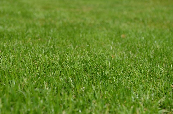 5 Lawn Care Mistakes That Cost You Money