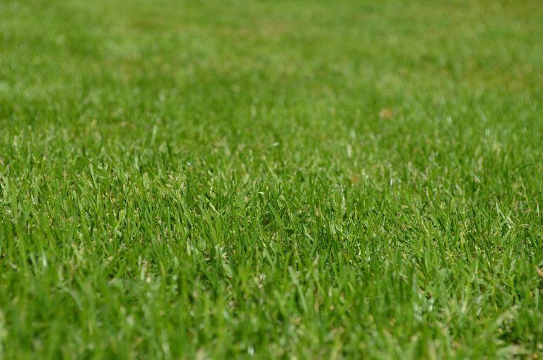 5 Lawn Care Mistakes That Cost You Money