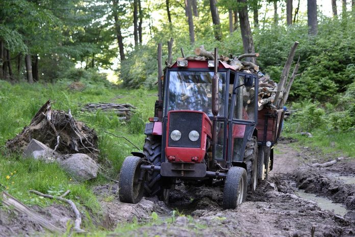 Why Tree Removal Is Critical for Preventing Hazards and Maintaining Land Health