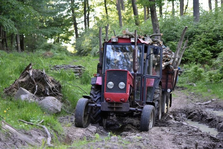 Why Tree Removal Is Critical for Preventing Hazards and Maintaining Land Health